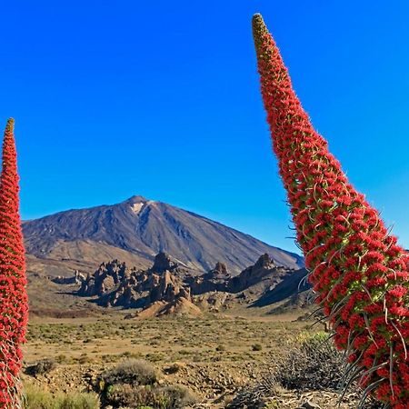 Apto Drago Holidays Lejlighed Santa Cruz de Tenerife Eksteriør billede
