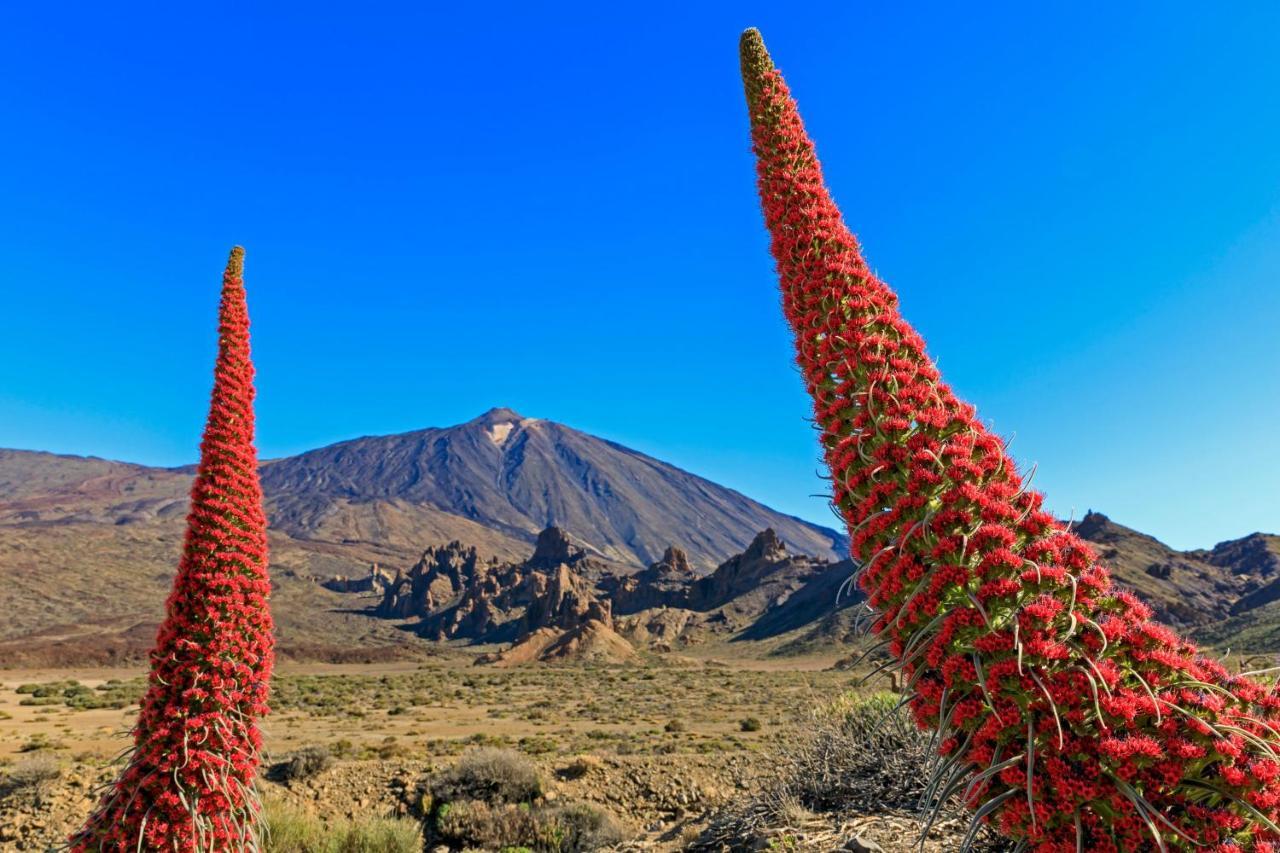 Apto Drago Holidays Lejlighed Santa Cruz de Tenerife Eksteriør billede